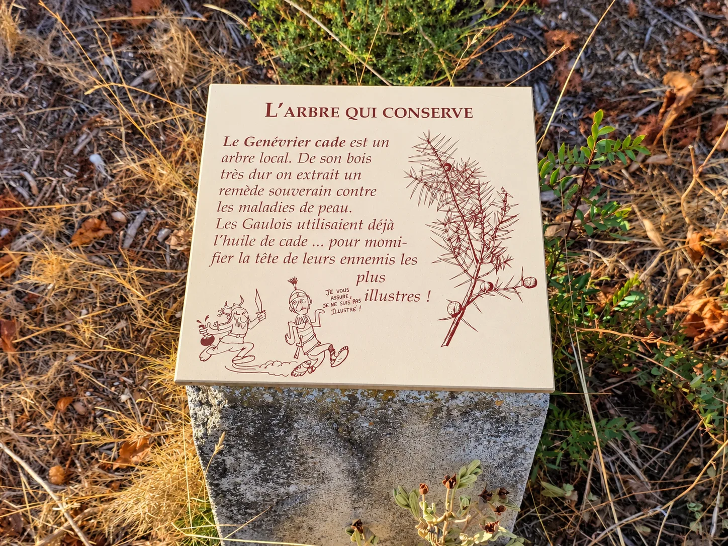 Panneau L’arbre qui conserve consacré au genévrier cade sur la Via Domitia