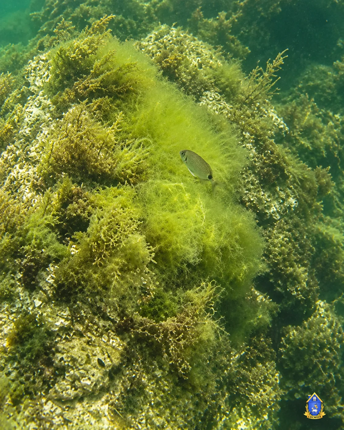 Fish among algae and rocky seabed on the Mèze underwater trail